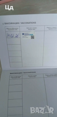 Джак ръсел териер , снимка 5 - Джак ръсел териер - 53529762