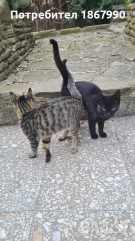 две женски котета търсят дом, снимка 8 - Други - 55965840