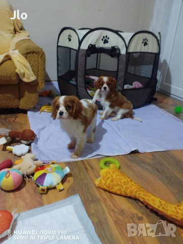 Кавалер кинг чарлз шпаньол , снимка 2 - Кавалер кинг чарлз шпаньол - 52411727