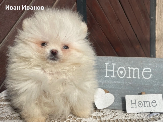 Мъжко Померанче, снимка 3 - Померан - 53508791