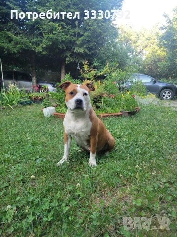 Американски стафордширски териер - елитни родители с родословие , снимка 4 - Американски стафордширски териер - 51258763