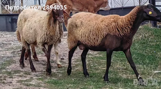 свободни овце бартер , снимка 2 - Овце - 56158221