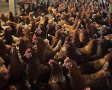 Кокошки носачки ломан браун, снимка 1 - Кокошки и пуйки - 44191439