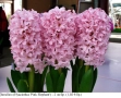 Зюмбюл (Hyacinthus 'Pink Elephant') - луковици, снимка 1