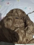 Дамско яке зимно, снимка 2