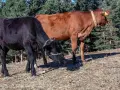 телета различна възраст , снимка 7