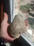 охлюв фосил вкаменелост, снимка 1