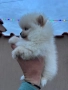 Померан момче, снимка 3