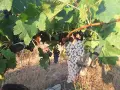Продавам винени сортове грозде, снимка 8