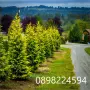 Кипарис Лейланди „Gold Rider“ (Златен ездач) Cupressocyparis leylandii ‘Gold Rider’, снимка 1