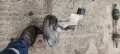 Серво спирачна помпа C05-04000 Mazda 6 2.3 - 60лв, снимка 3