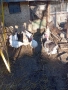 продават се пуйки и пуяци, снимка 6