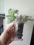 Традесканция, tradescantia albiflora Giant, снимка 3