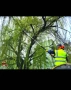 Косене на трева, почистване на дворове и парцели рязане и подрязване на дървета и храсти., снимка 2