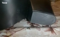 Нови Кожени Дамски Чизми 39 , снимка 7
