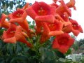 Текома, снимка 1 - Градински цветя и растения - 42727990