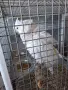 Папагали Какаду Алба, снимка 6
