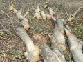 поваляне, рязане и цепене на дърва, чистене на дворове, снимка 3