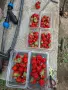 Пресни,вкусни ягоди, снимка 1