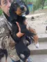 Ловни кучета гончета, снимка 1