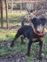 Мъжки ягдтериер, снимка 2