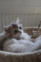 Британски котета, снимка 5