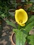 Жълта кала, снимка 1 - Стайни растения - 41421971