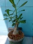 Адениум - Пустинна роза, снимка 4