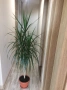 Хлорофитум, Драцена, снимка 4