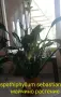 Spathiphyllum Sebastian , снимка 1