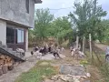 Продавам домашни пуяци  пуйки , снимка 4