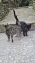две женски котета търсят дом, снимка 8