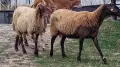 свободни овце бартер , снимка 2