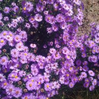 Цветя Астра алпийска – за ранно пролетно засаждане в градината, снимка 13 - Разсади - 41046622