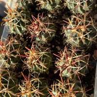 Кактуси FEROCACTUS LATISPINUS, снимка 4 - Градински цветя и растения - 44320408