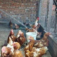 Продавам петли и кокошки носачки  ломан браун, снимка 9 - Кокошки и пуйки - 41755492