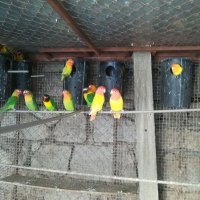 Различни видове папагали, Ферма " Meshi i Sie" , снимка 17 - Папагали - 33912948