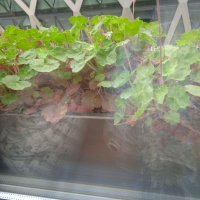 Растения без саксия 	Хойхера (Heuchera), снимка 5 - Разсади - 40913280