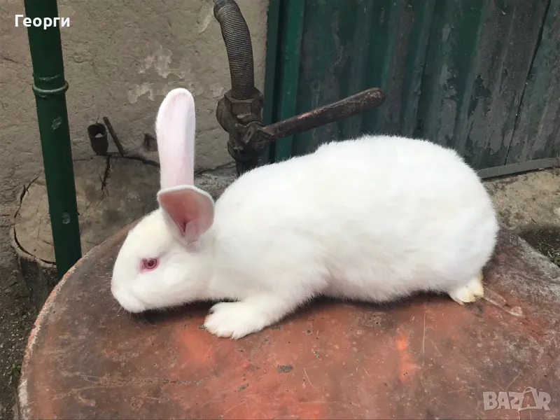 Продавам зайци, снимка 1