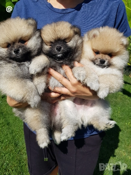 Померан померанчета свободни!, снимка 1