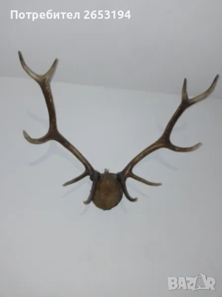 Продавам уникални еленски рога., снимка 1