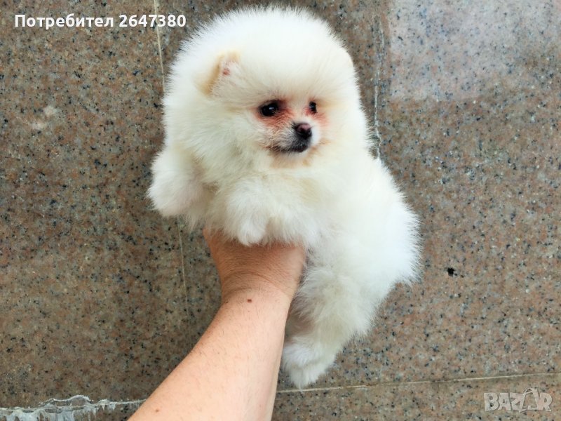 Померанчета, снимка 1