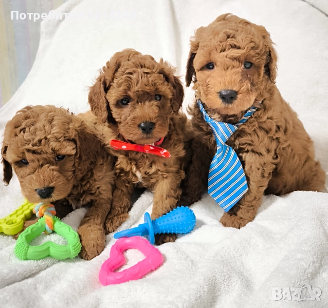 Мини пудели, снимка 1