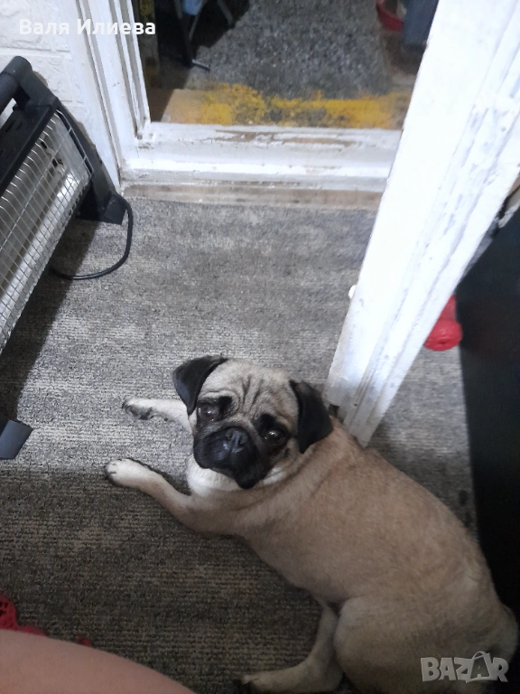 Продавам куче порода мопс, снимка 1