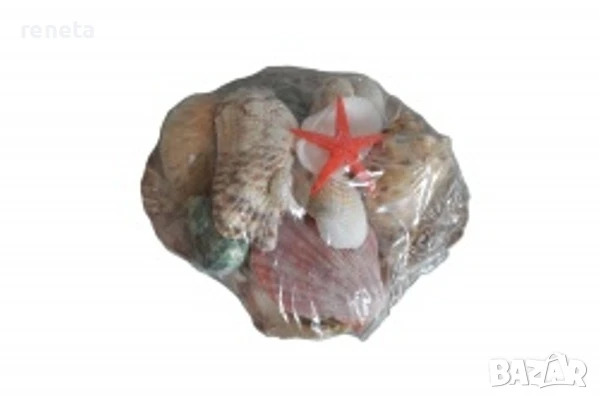 Раковини в мида, Естествени, Многоцветни, 14 см, снимка 1