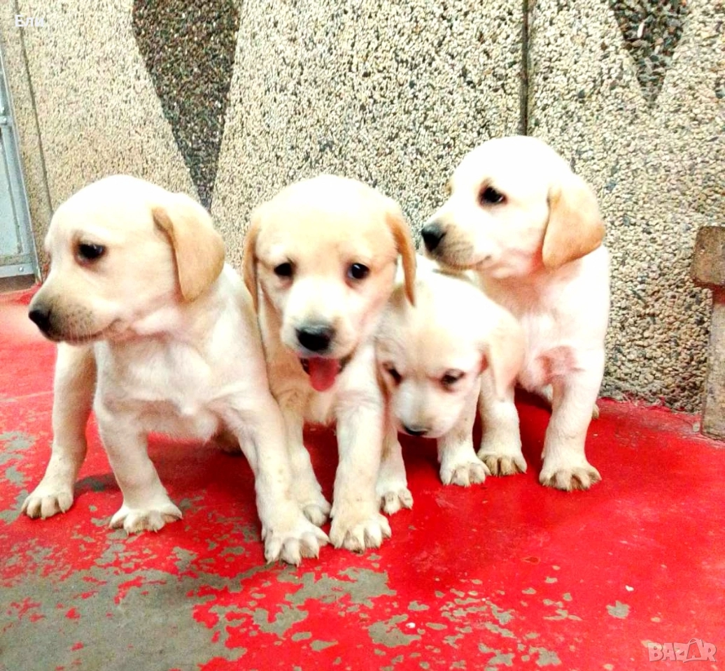 Лабрадор ретривър , снимка 1