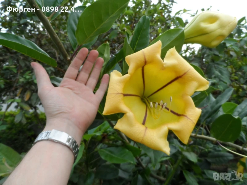 Соландра - Solandra maxima, снимка 1