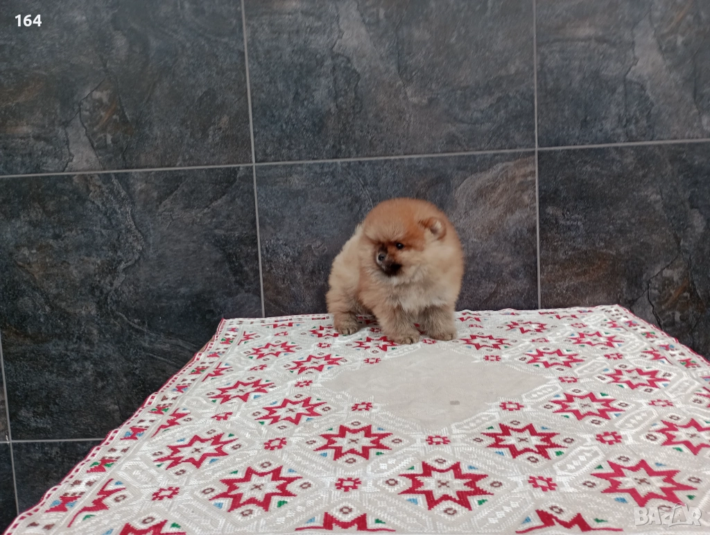 Мъжки Померан. Реални снимки от 01.12.25 г. , снимка 1