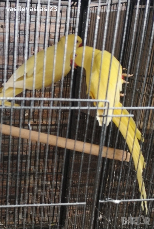 млад чифт жьлти малки александри , снимка 1