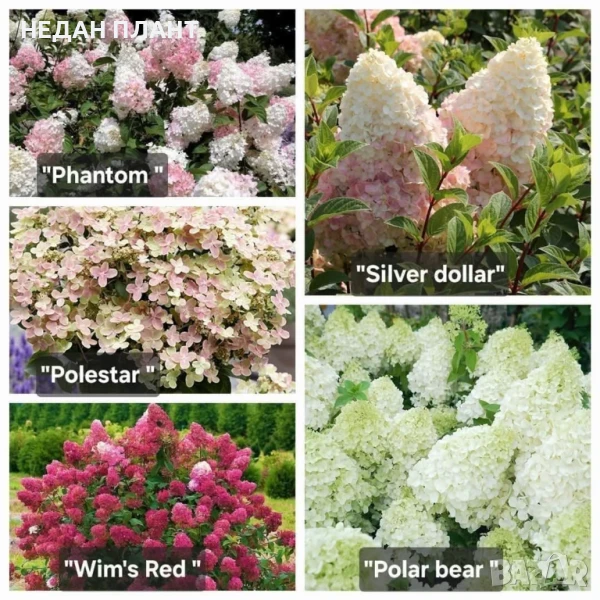 Хортензия за слънце (сортове), снимка 1